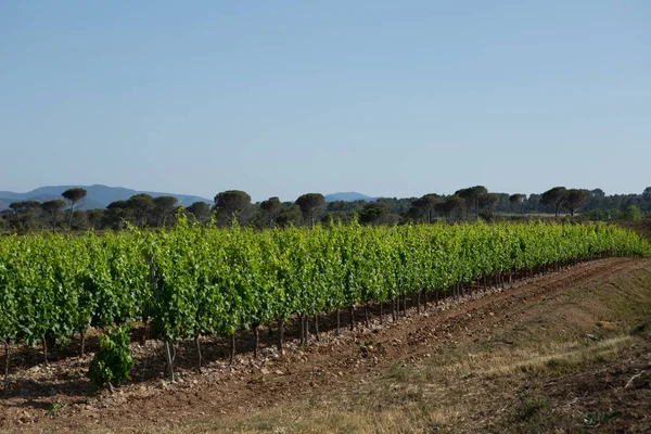 Chateau Esclans Winery Motte France — стоковое фото