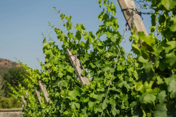 Bodega Chateau Esclans Motte Francia — Foto de Stock