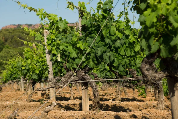 Bodega Chateau Esclans Motte Francia — Foto de Stock