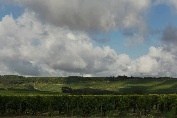 Domaine Jean Marc Brocard Chablis France — Photo