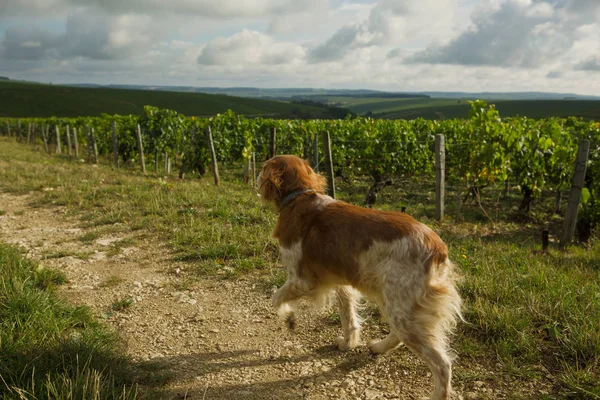 Domaine Jean Marc Brocard Chablis França Fotos De Bancos De Imagens