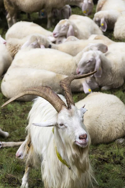 Gregge di capre e pecore nelle Alpi, Livigno, Italia — Foto Stock