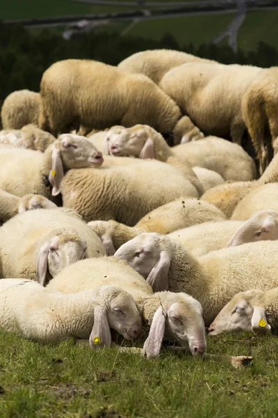 Gregge di capre e pecore nelle Alpi, Livigno, Italia — Foto Stock