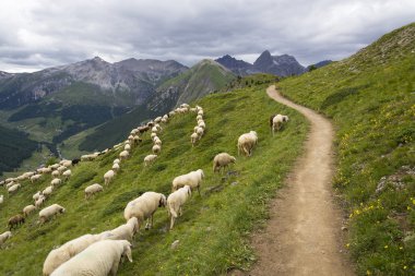 Sürü keçi ve koyun Alp Dağları, Livigno, İtalya