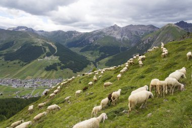 Sürü keçi ve koyun Alp Dağları, Livigno, İtalya