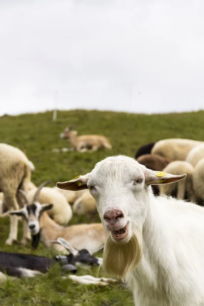 Gregge di capre e pecore nelle Alpi, Livigno, Italia — Foto Stock