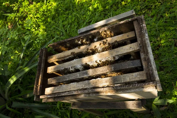 Abejas volando de la colmena abierta en Vietnam día soleado — Foto de Stock