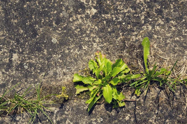 Фільтрована зелена трава, що росте через бетон з простором для копіювання — стокове фото
