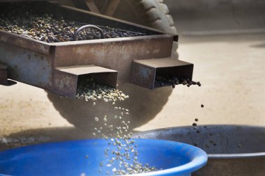 Kahve çekirdekleri sokak Vietnam çekme göre sıralanmış