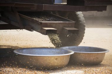 Kahve çekirdekleri sokak Vietnam çekme göre sıralanmış