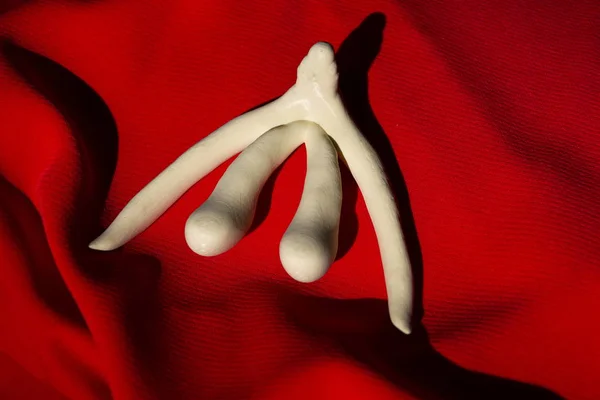 3D εκτυπωμένο γυναικείου φύλου όργανο κλειτορίδα για μαθήματα ανθρώπινης ανατομίας — Φωτογραφία Αρχείου