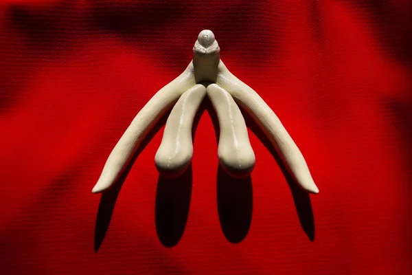 3d printed female sex organ clitoris for human anatomy lessons — Stock Photo, Image