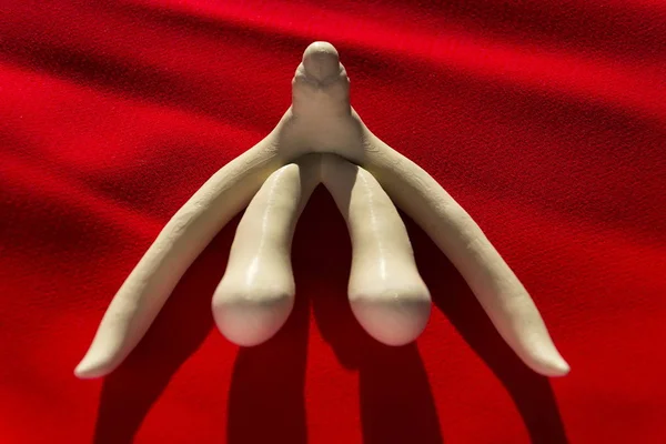 3D nyomtatott női nemi szerv csikló az emberi anatómia órák — Stock Fotó