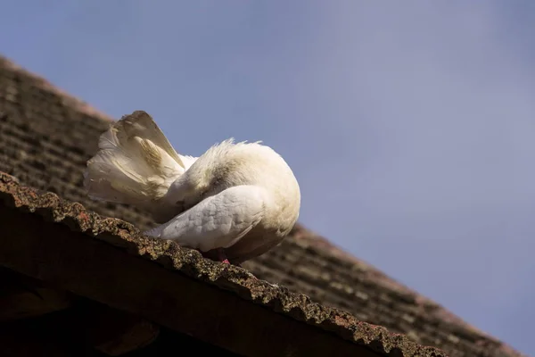 Weiße Taube sitzt auf alten Dachziegeln — Stockfoto