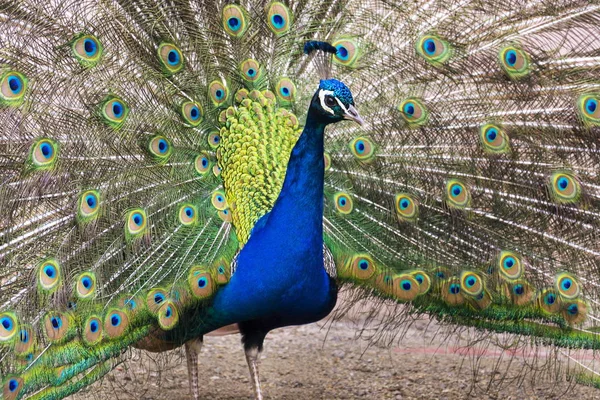 Schöner indischer blauer Pfauenrüde mit leuchtend bunten Federn — Stockfoto