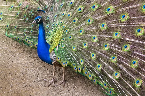 Kaunis intialainen sininen peafowl uros osoittaa kirkkaita värikkäitä höyheniä — kuvapankkivalokuva