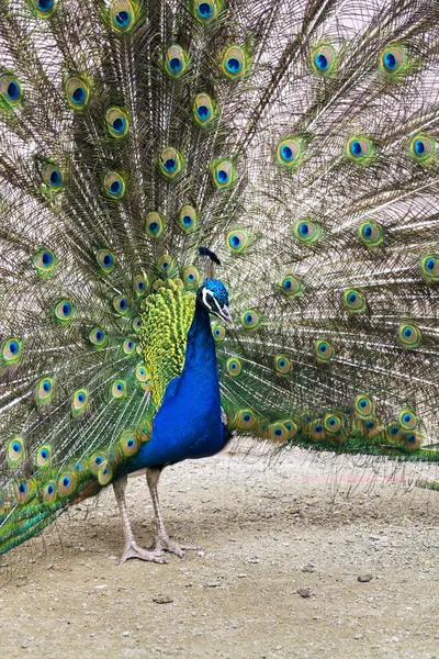 Красивый индийский голубой пернатый самец с яркими красочными перьями — стоковое фото