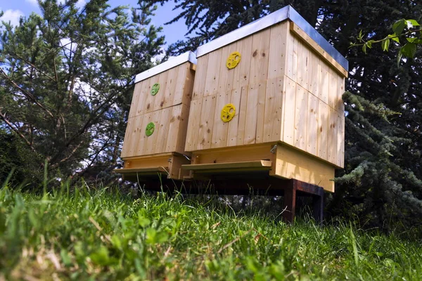 Bees flying into wooden hive on a sunny day — Stock Photo, Image