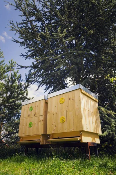 蜜蜂飞进木制蜂箱在晴朗的一天 — 图库照片