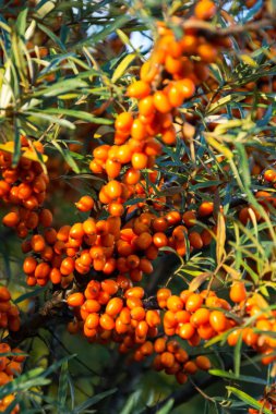 Ortak deniz cehri çalı bilinen iğde rhamnoides