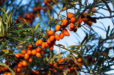 Ortak deniz cehri çalı bilinen iğde rhamnoides