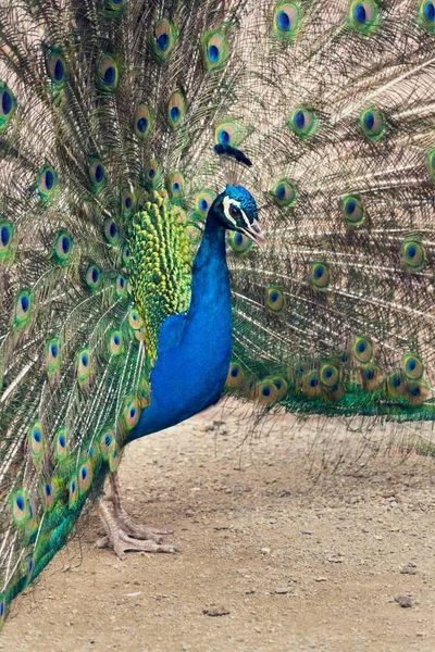 Schöner indischer blauer Pfauenrüde mit leuchtend bunten Federn — Stockfoto