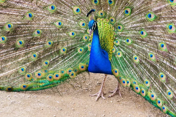 Schöner indischer blauer Pfauenrüde mit leuchtend bunten Federn — Stockfoto