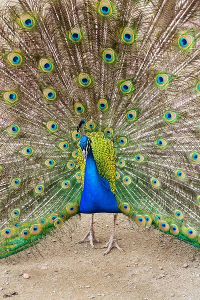 Schöner indischer blauer Pfauenrüde mit leuchtend bunten Federn — Stockfoto