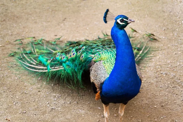 Kaunis intialainen sininen peafowl uros osoittaa kirkkaita värikkäitä höyheniä — kuvapankkivalokuva