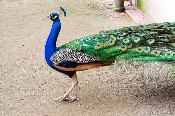 Gyönyörű indiai páva férfi fényes színes tollak mutatja — Stock Fotó
