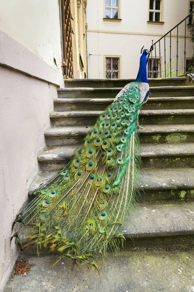 Vackra indiska blå påfågel hane visar ljusa färgglada fjädrar — Stockfoto
