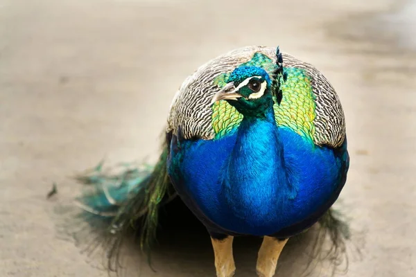 Красивый индийский голубой пернатый самец с яркими красочными перьями — стоковое фото