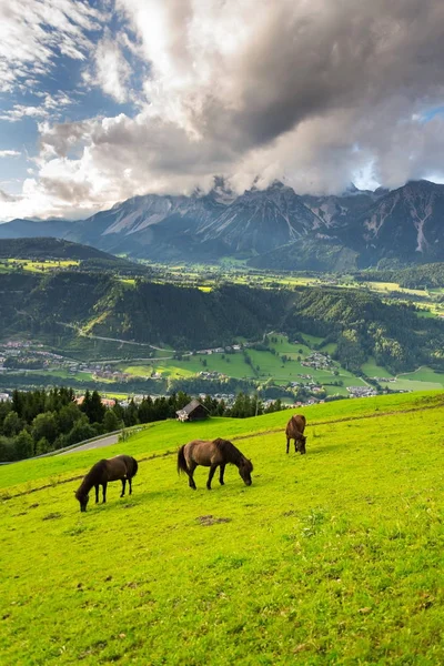 Chevaux dans la vallée avec Schladming ville en Styrie, Autriche — Photo