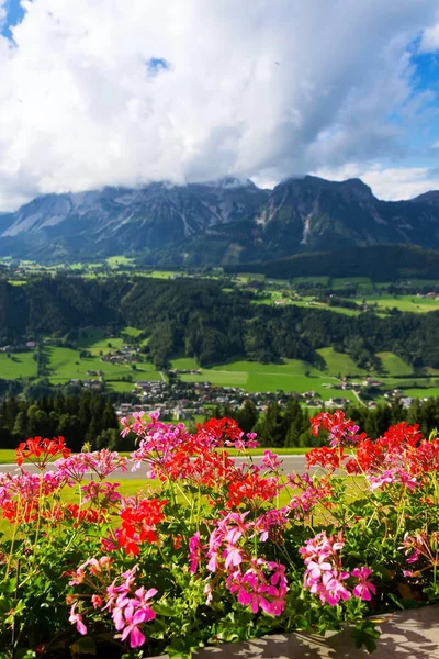 美丽的花朵与达赫斯坦山山脉的背景, Schladming, 阿尔卑斯 — 图库照片