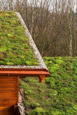 Bitki örtüsü ile kaplı ahşap bina çatısında yeşil yaşam