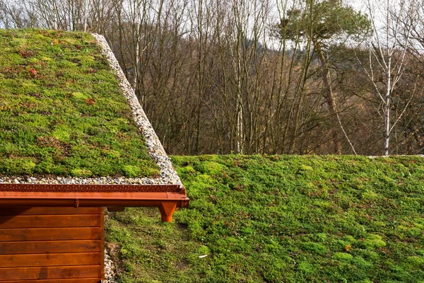 Зеленая живая крыша на деревянном здании, покрытом льдом — стоковое фото