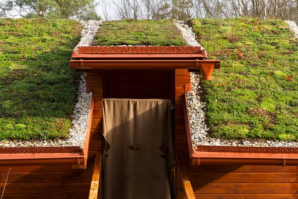 Зеленая живая крыша на деревянном здании, покрытом льдом — стоковое фото