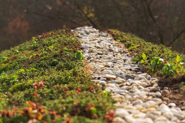 Góry zielone życia dach pokryty Rozchodnik sześciorzędowy roślinności — Zdjęcie stockowe
