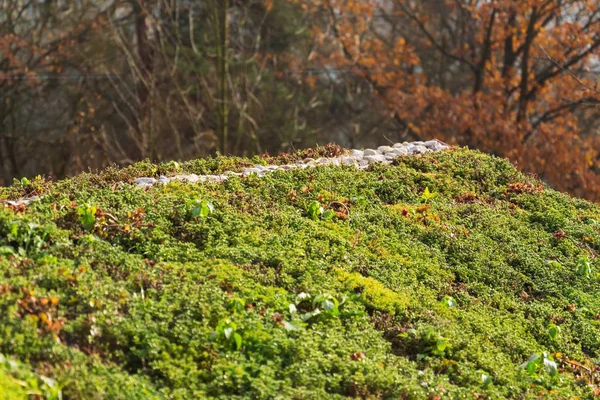 Κορυφή της πράσινης διαβίωσης στέγη που καλύπτεται με βλάστηση sedum sexangulare — Φωτογραφία Αρχείου