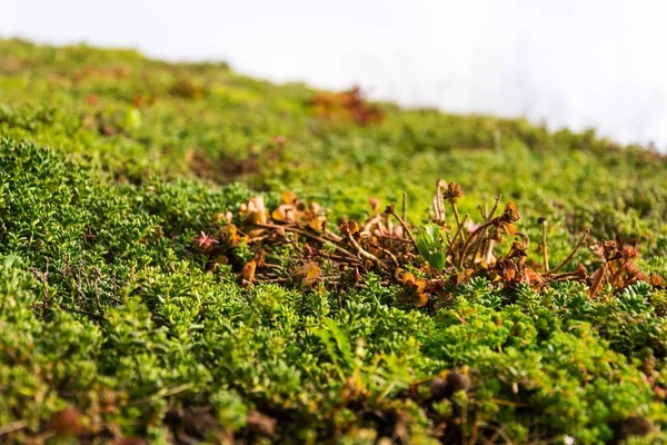 Geniş yeşil yaşam çatı detay bitki örtüsü ile kaplı — Stok fotoğraf