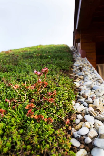 详细的石头在广泛的绿色生活屋顶植被覆盖 — 图库照片