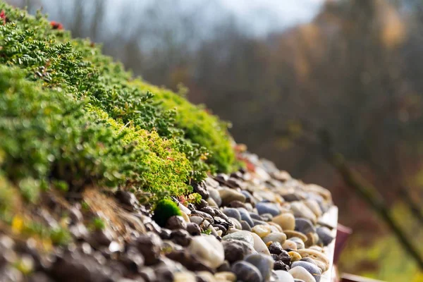 Detalj av stenar på omfattande green living tak vegetation omfattas — Stockfoto