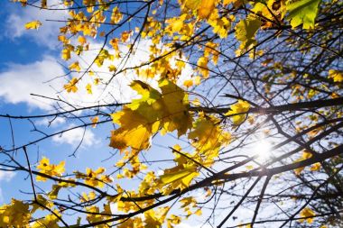 Sarı Akçaağaç Sonbahar güneşli günü mavi gökyüzü arka planda bırakır