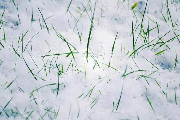 Grama Verde Mal Humorado Filtrado Crescendo Através Neve Campo Golfe — Fotografia de Stock