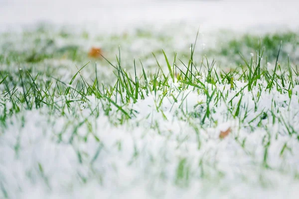 Grama Verde Mal Humorado Filtrado Crescendo Através Neve Campo Golfe — Fotografia de Stock