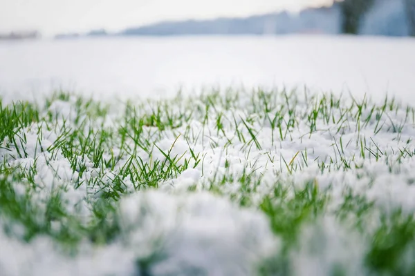 背景にブッシュ 低角度表示 コピースペース こんにちは春 さようなら冬のコンセプトで冬のゴルフコースで雪の上で成長しているフィルタムーディー緑の草 — ストック写真