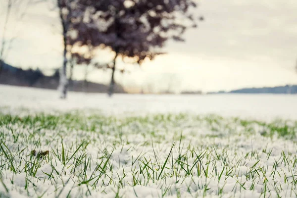 Filtrowana Nastrojowa Zielona Trawa Rosnąca Śniegu Polu Golfowym Zimie Krzakiem — Zdjęcie stockowe