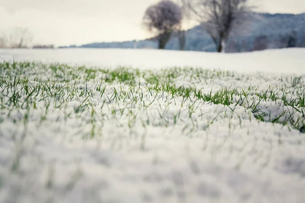 Filtrowana Nastrojowa Zielona Trawa Rosnąca Śniegu Polu Golfowym Zimie Krzakiem — Zdjęcie stockowe