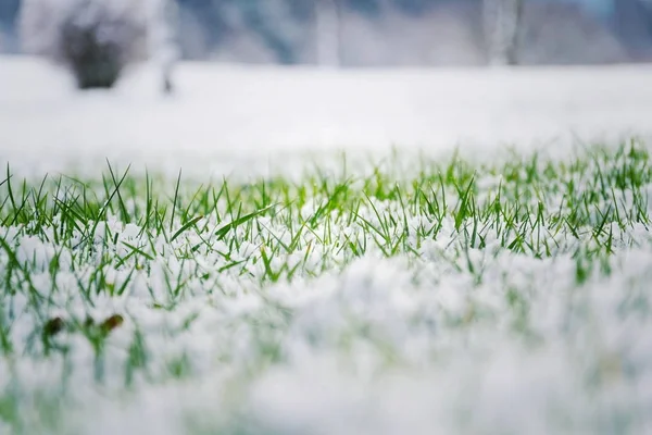 Grama Verde Mal Humorado Filtrado Crescendo Através Neve Campo Golfe — Fotografia de Stock