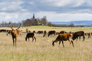 Arka plan, güneşli kilisede ile geyik sürüsü sonbahar günü, Çek Cumhuriyeti